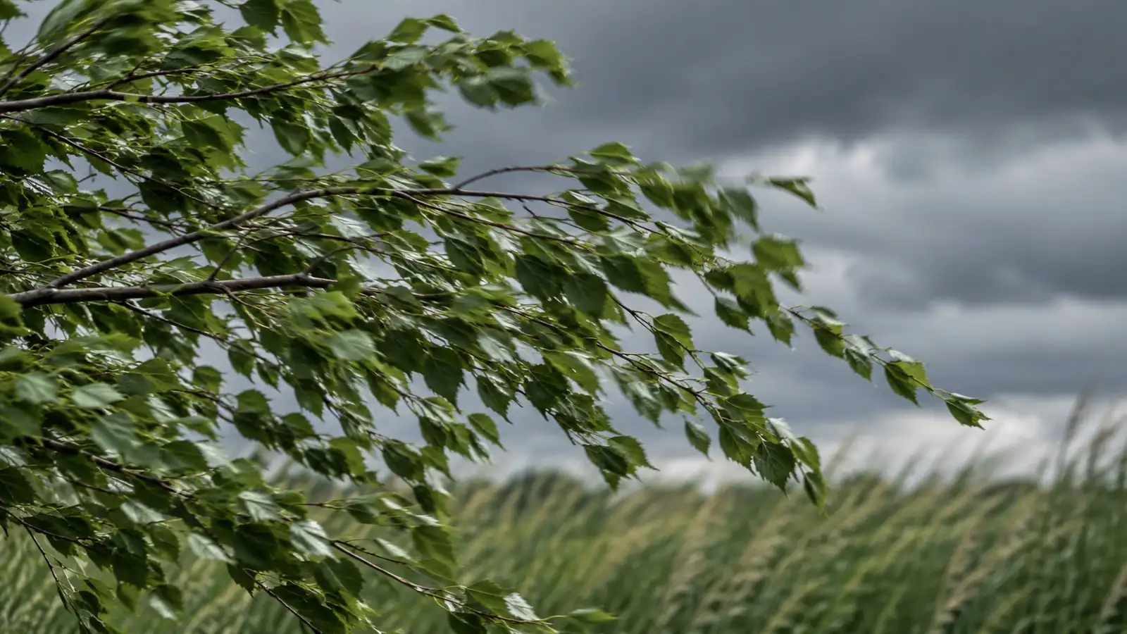 Sturm: im Wind bewegte Zweige. Generisches Motiv ohne erkennbaren Aufnahmeort.