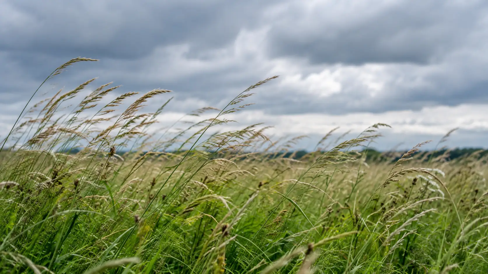 Vom Wind bewegtes Gras