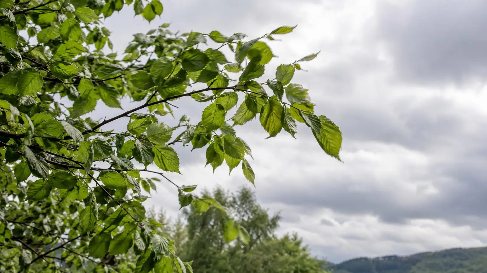 Blätter bei Windböen. Neutrale Alltagskulisse ohne behaupteten Aufnahmeort.